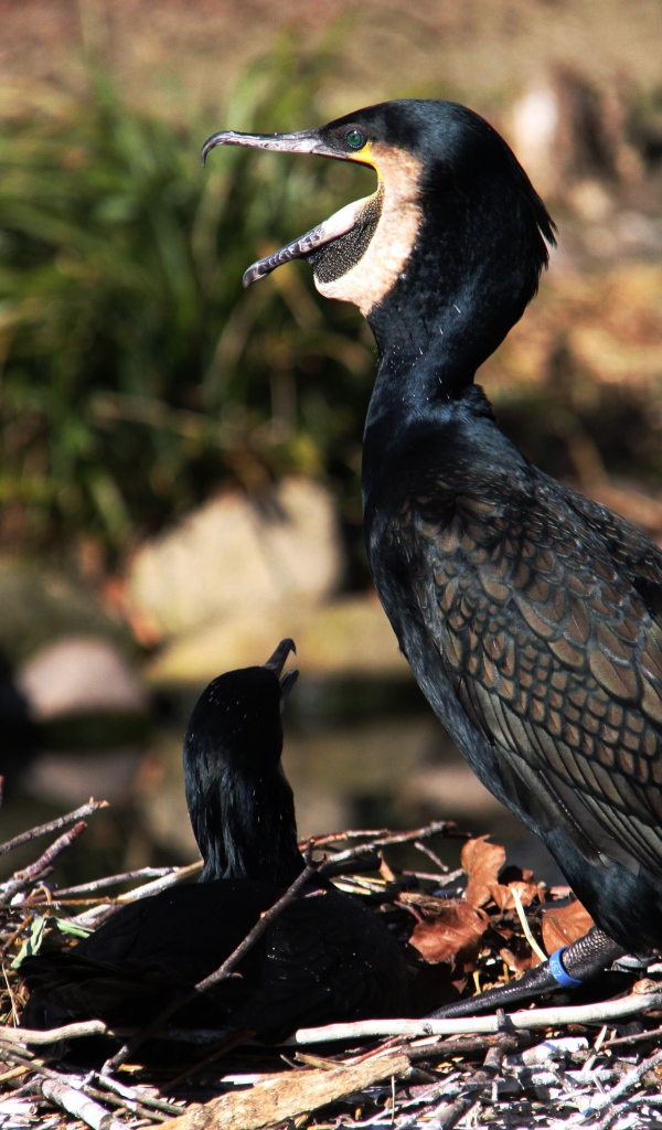 Горный баклан сидит на гнезде у пруда 