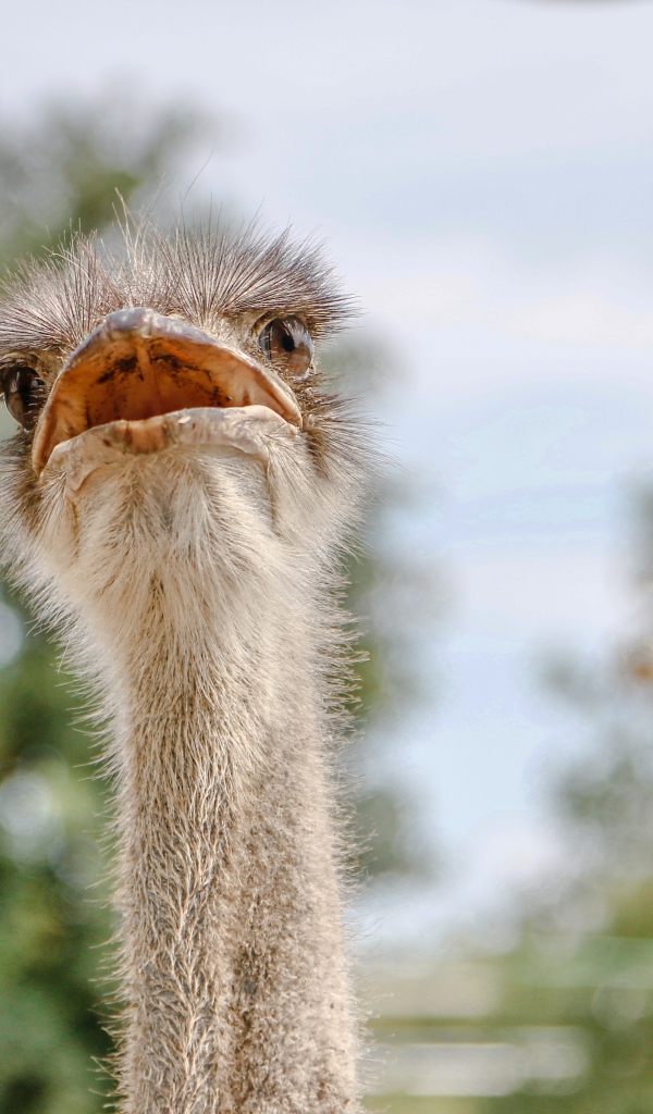 Голова страуса с открытым клювом 