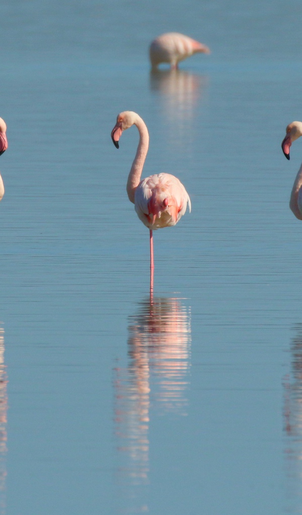 Pink flamingo birds stand in the water