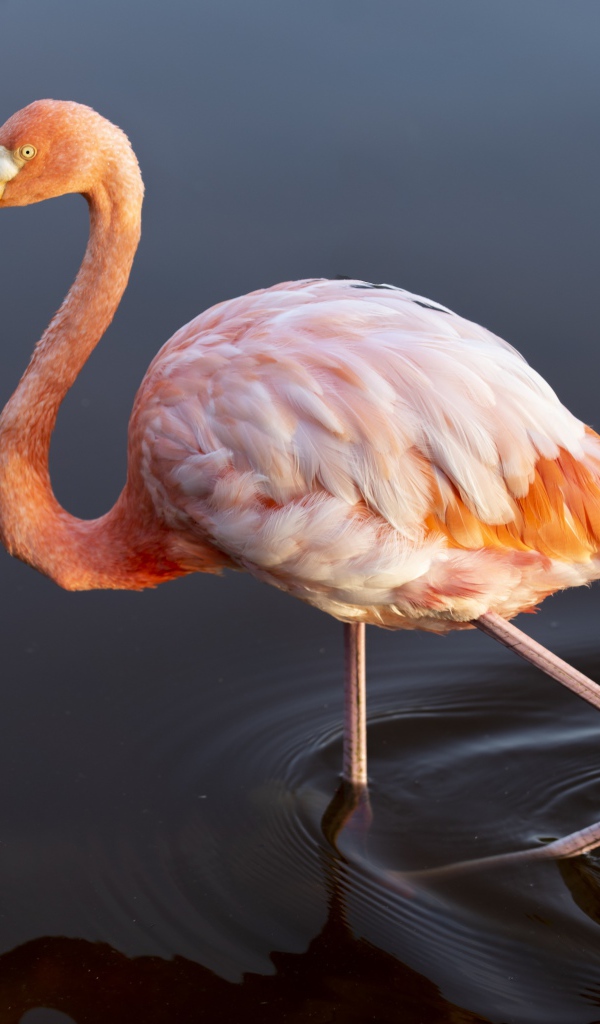 Розовый фламинго идет по воде
