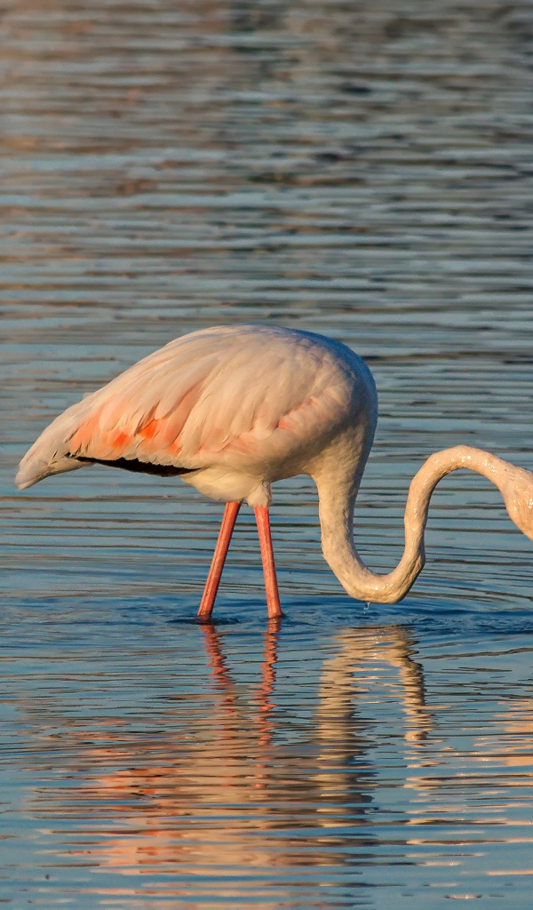 Розовый фламинго с длинным клювом в воде 