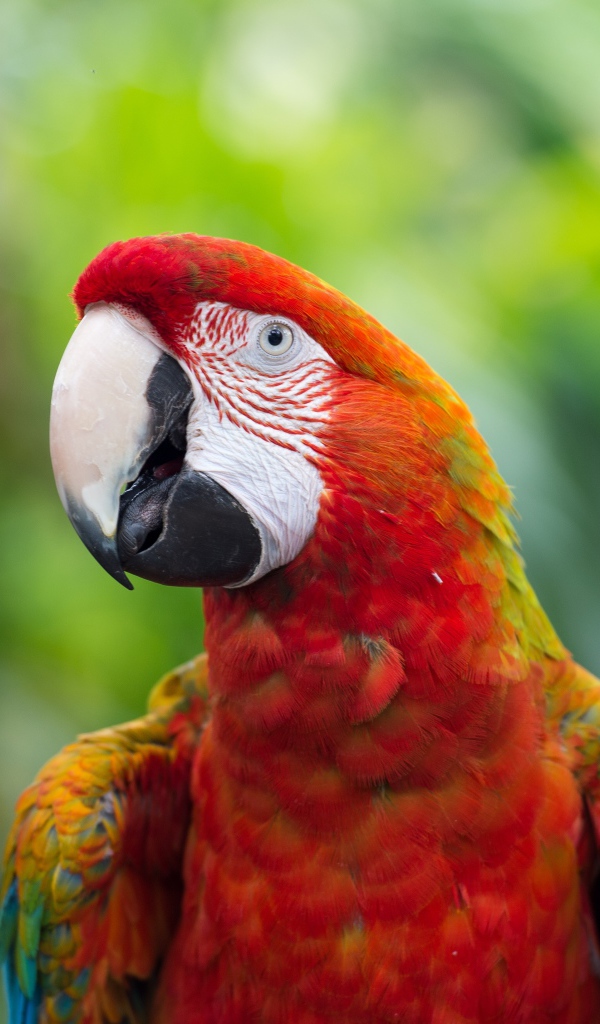 Красный большой попугай ара крупным планом