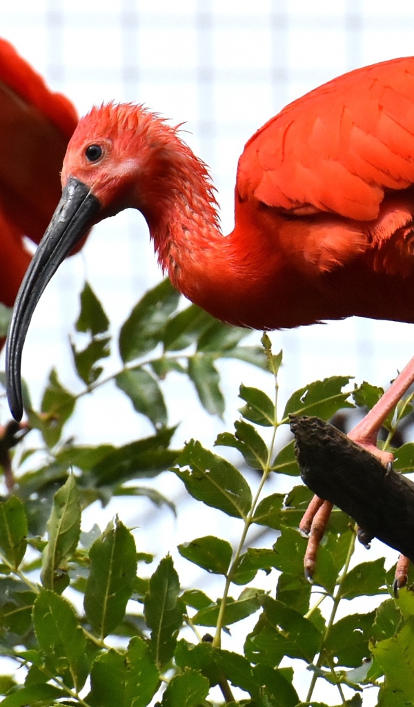 Красная птица ибис  сидит на ветке дерева 