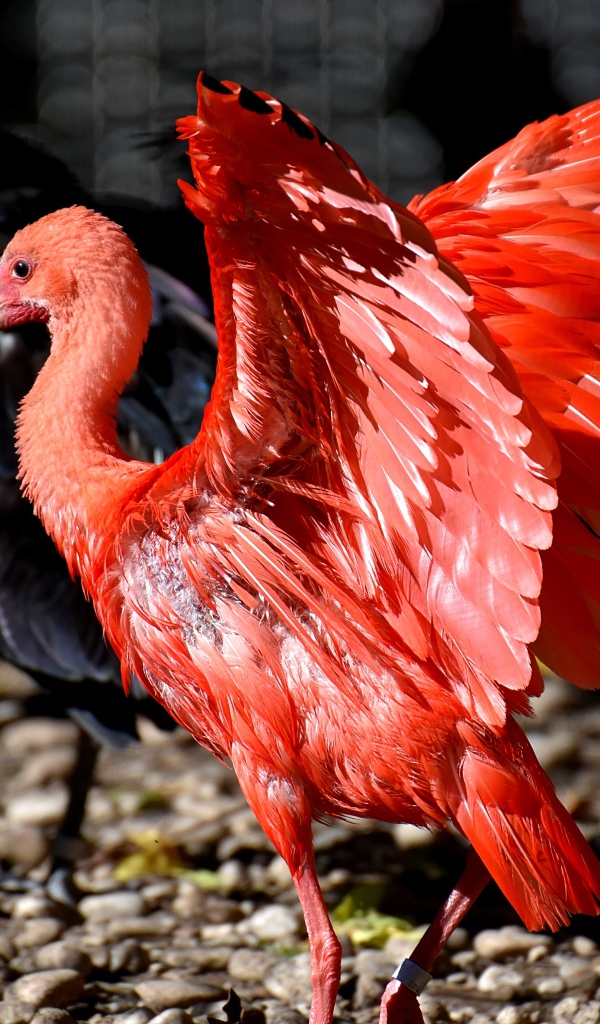 Красный ибис расправил крылья