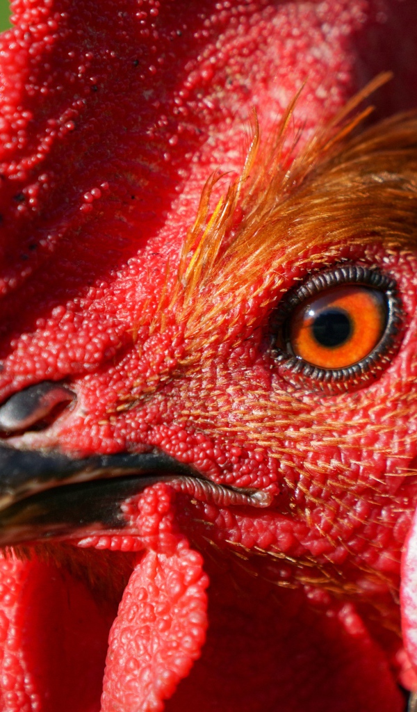 Голова петуха с красным гребнем крупным планом 