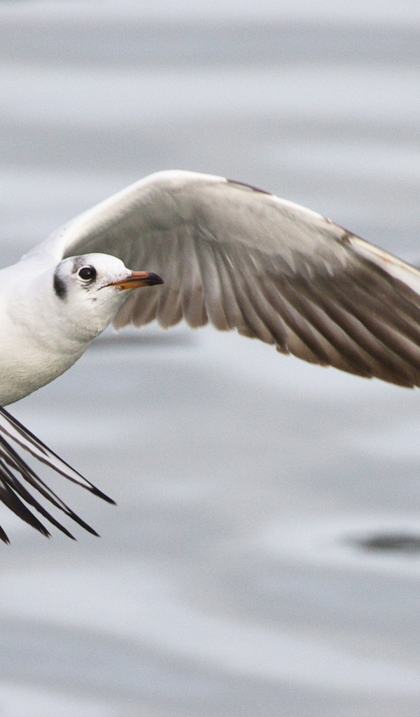 Чайка пролетает над водой