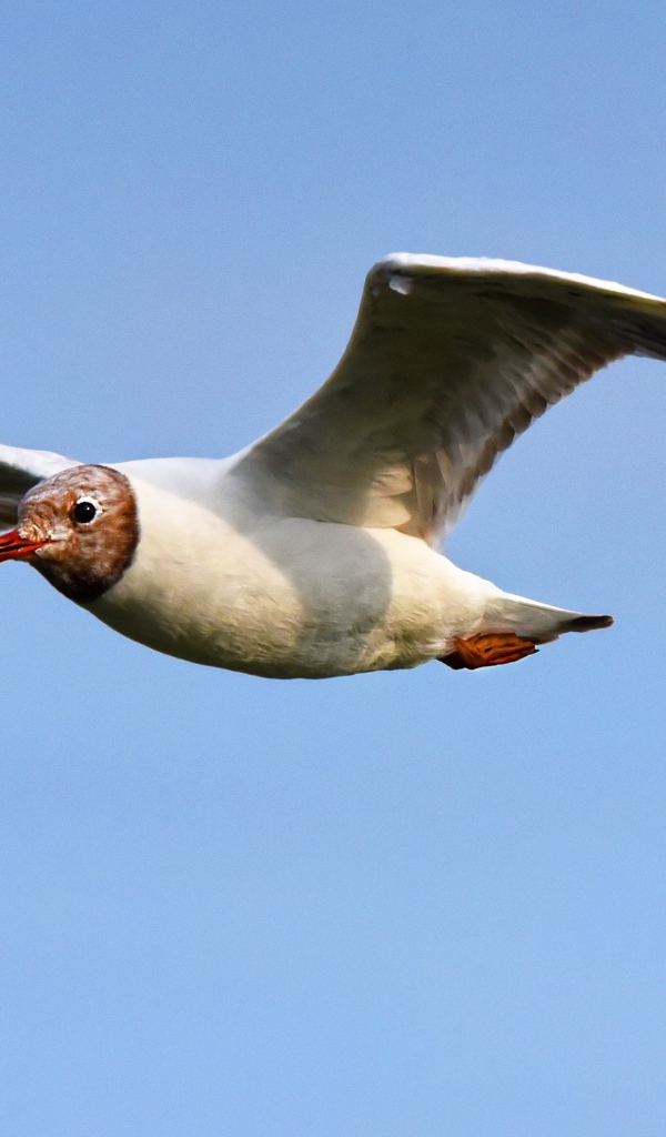 Чайка с длинными крыльями летит в небе