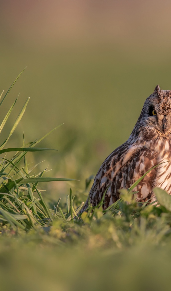Серьезная сова сидит в зеленой траве