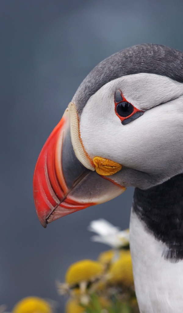 Острый клюв птицы тупик на сером фоне 