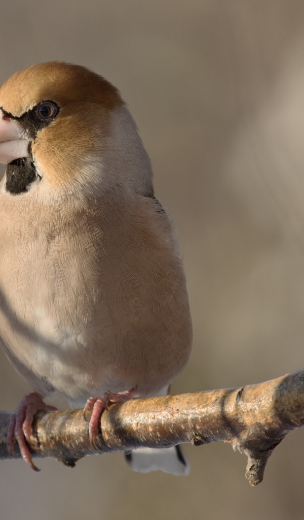 Маленькая птица дубонос сидит на ветке дерева