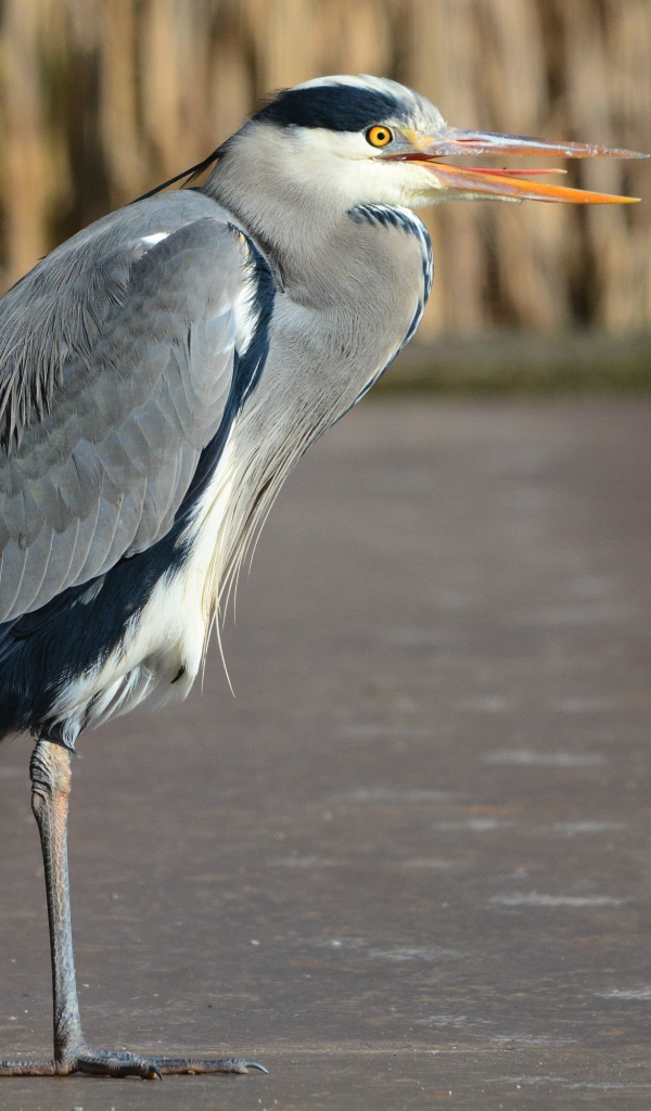 Серая цапля стоит на одной ноге