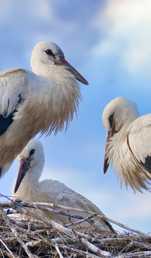 Три красивых аиста в гнезде 