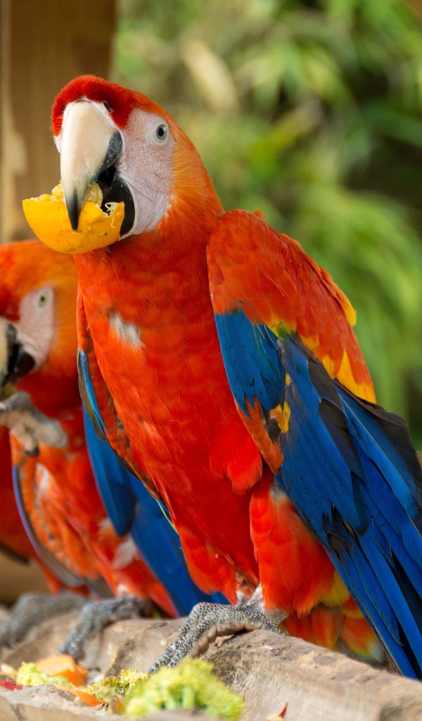 Три красных попугая ара сидит на ветке