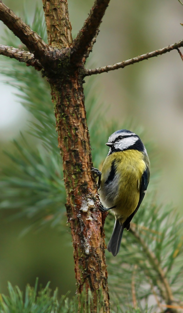 Синичка сидит на ветке сосны