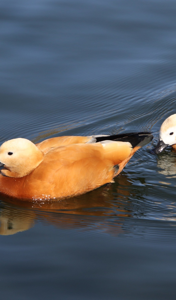 Две коричневые утки плавают в воде 