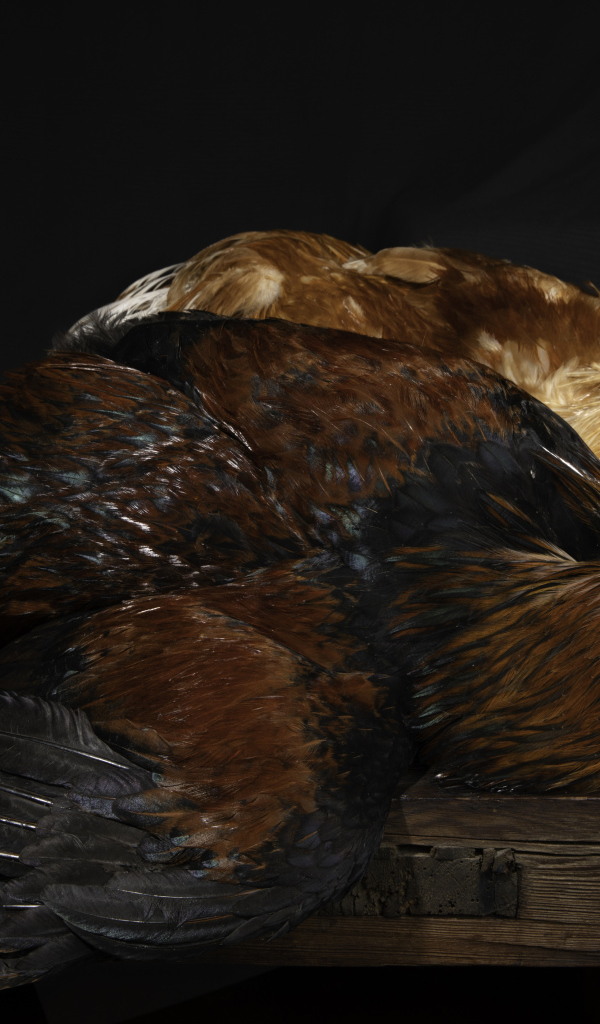 Два коричневых петуха на столе 