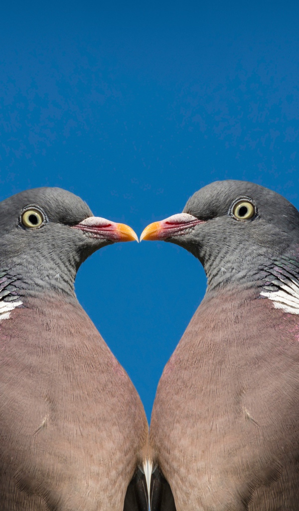 Два серых голубя на голубом фоне