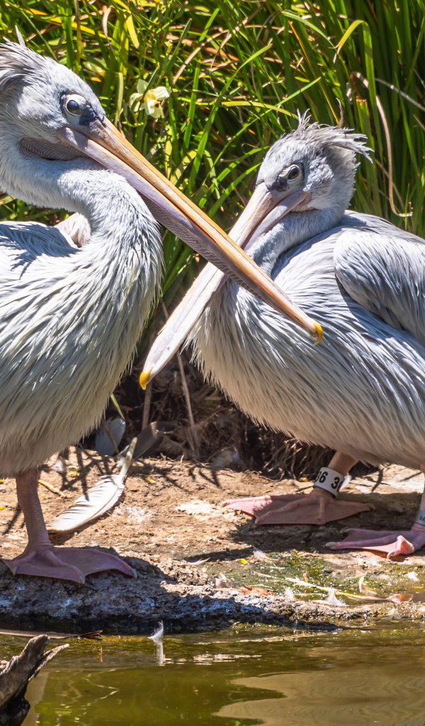 Два больших серых пеликана у воды 