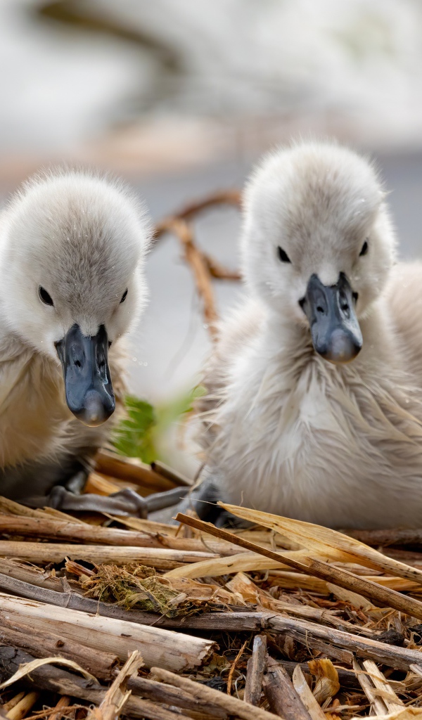 Два маленьких лебедя в гнезде 