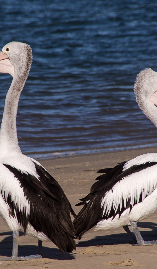 Два пеликана стоят на мокром песке у моря