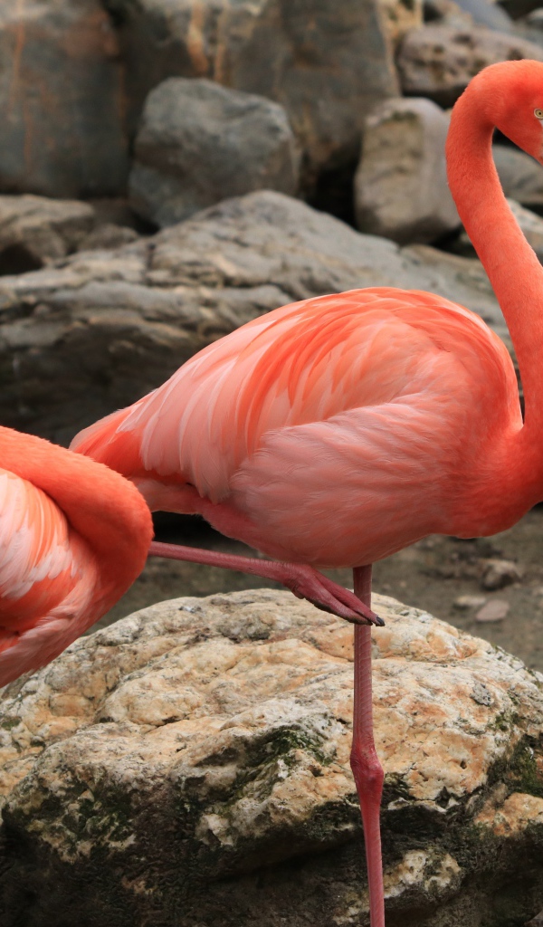Два розовых фламинго в зоопарке у камней