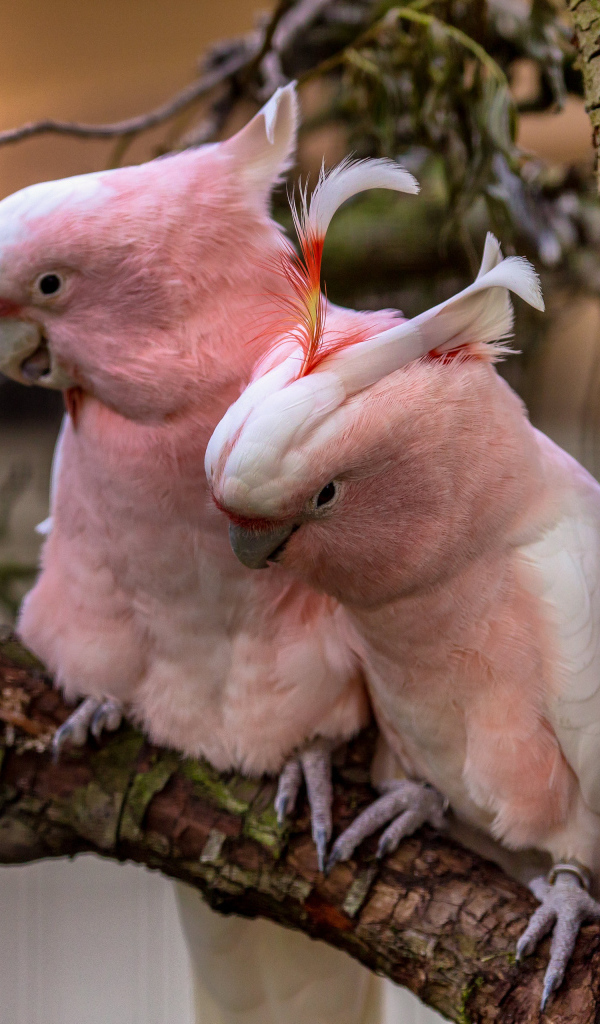 Два розовых  попугая на ветке дерева