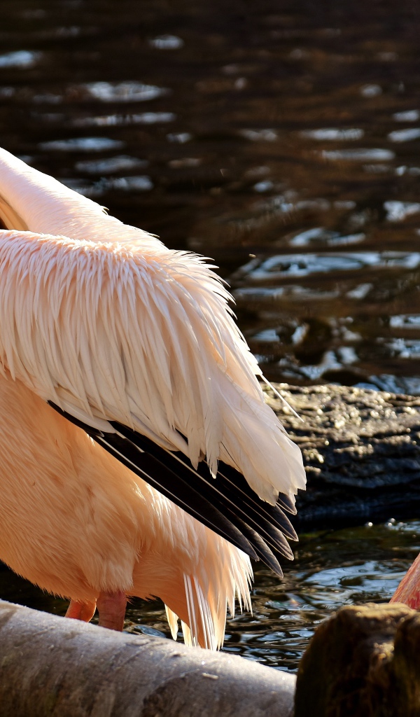 Два розовых пеликана у воды