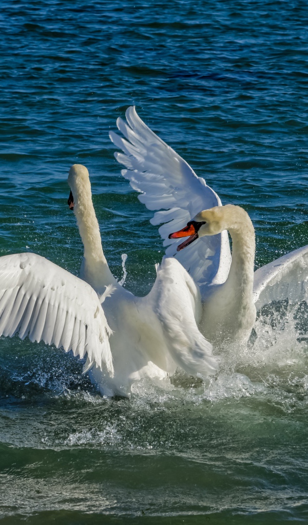Два белых лебедя в брызгах воды в озере