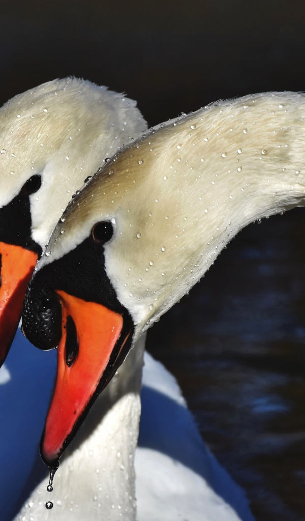 Два белых лебедя искупались в воде