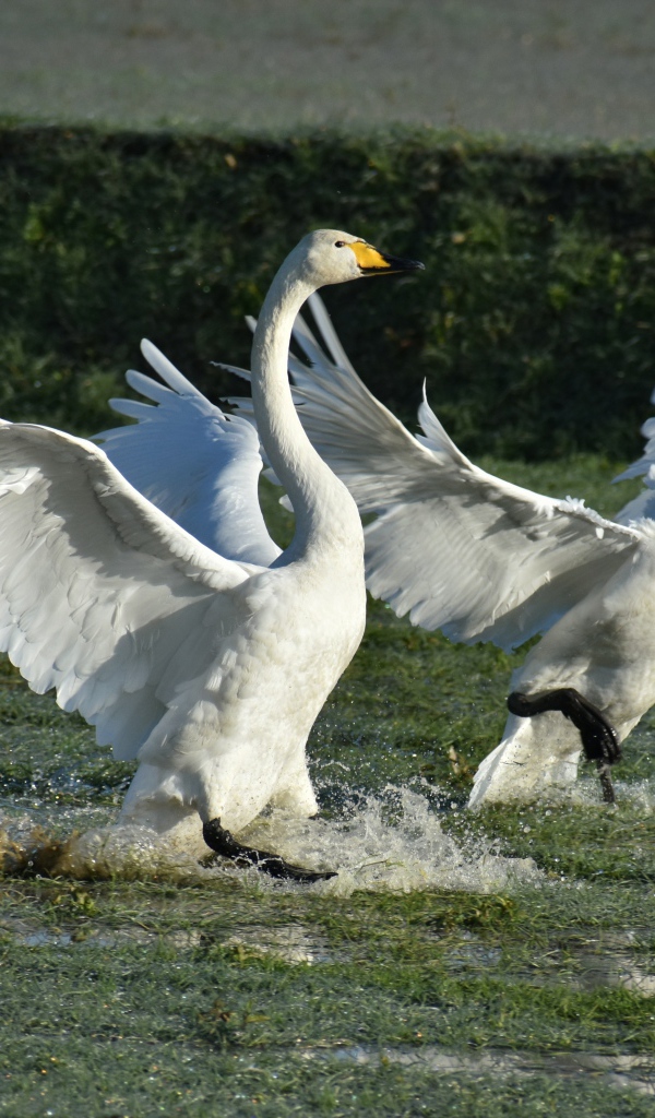 Два белых лебедя взлетают с воды