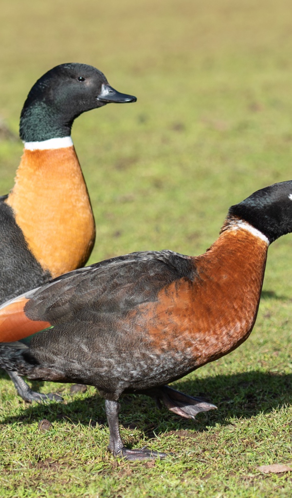 Две дикие утки на зеленой траве