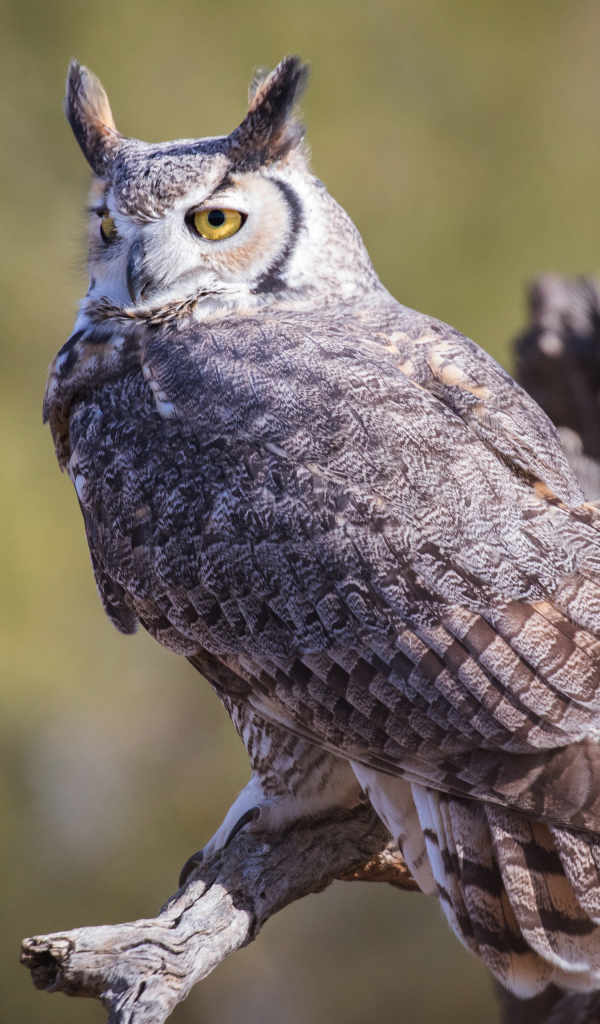 Виргинский филин сидит на ветке 
