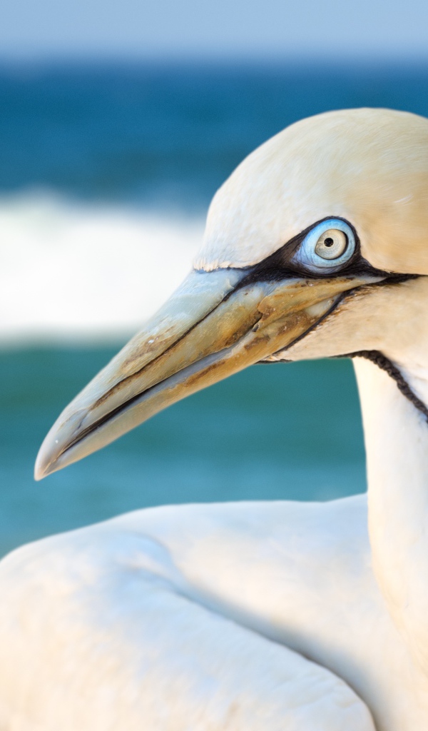 Белая капская олуша крупным планом