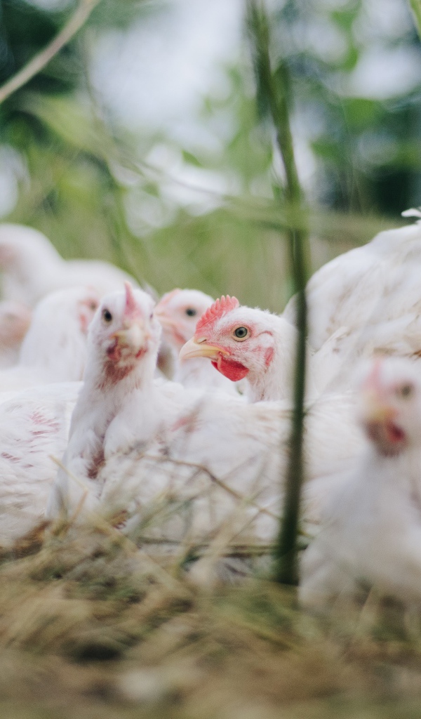 Белые куры бройлеры на ферме 