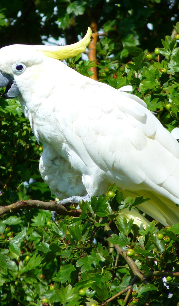 Белый какаду сидит на ветке дерева 