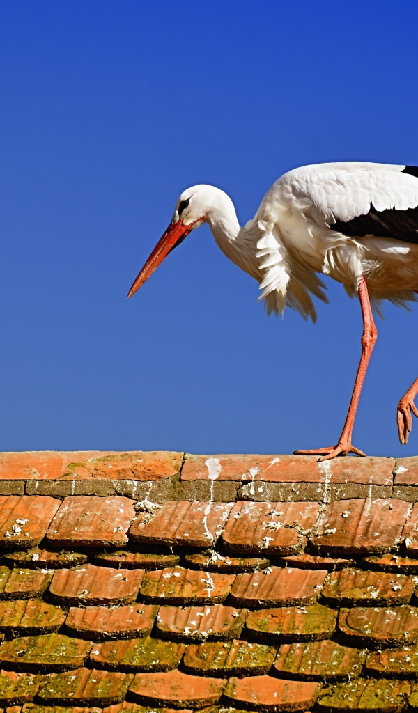 Белый аист гуляет по крыше 