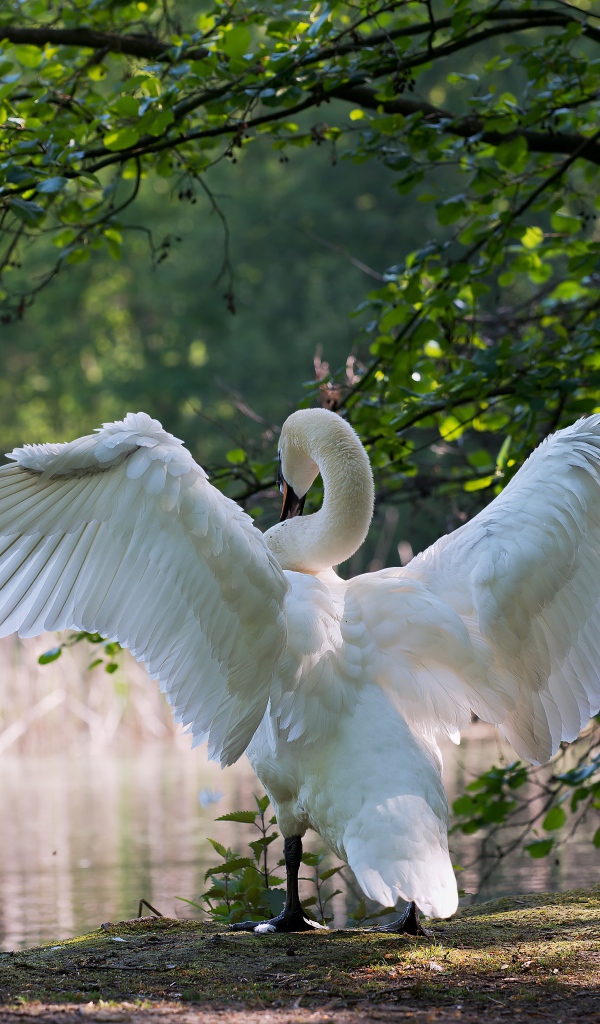 Белый лебедь расправил крылья у пруда