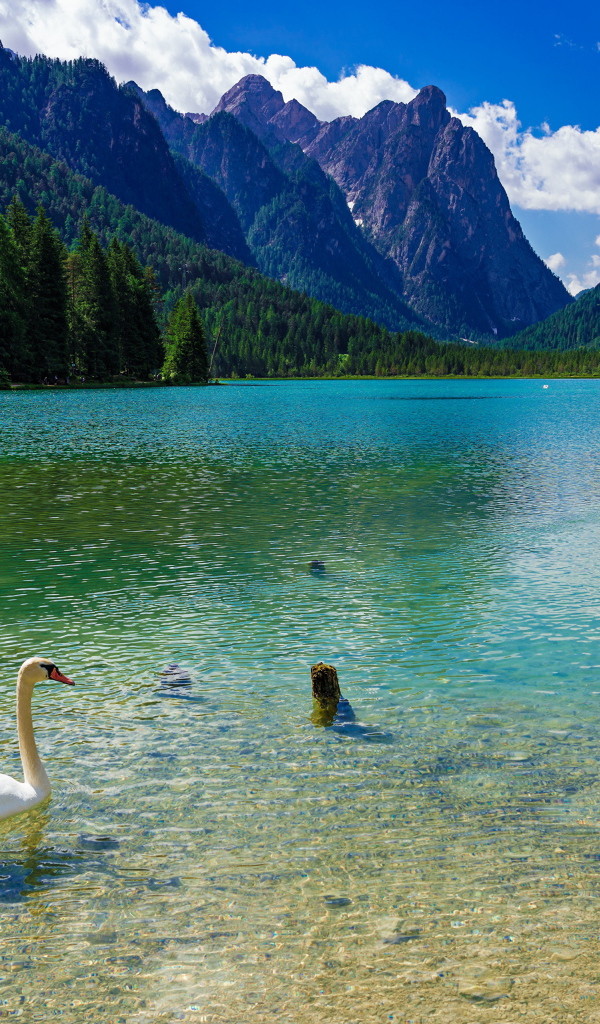 Белый лебедь плавает в горном озере