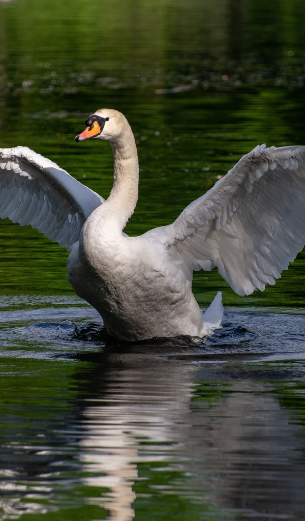 Белый лебедь взлетает с воды 
