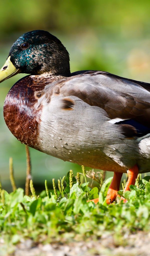 Дикий селезень на траве в лучах солнца