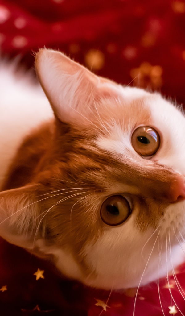 Красивый белый с рыжим кот лежит на красной ткани 