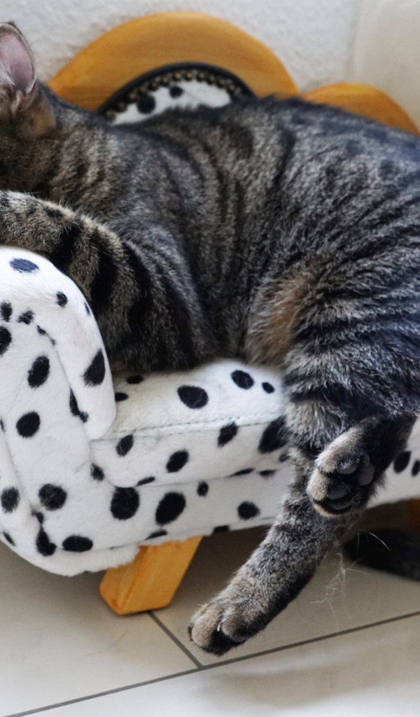 Серый домашний кот спит на кресле 