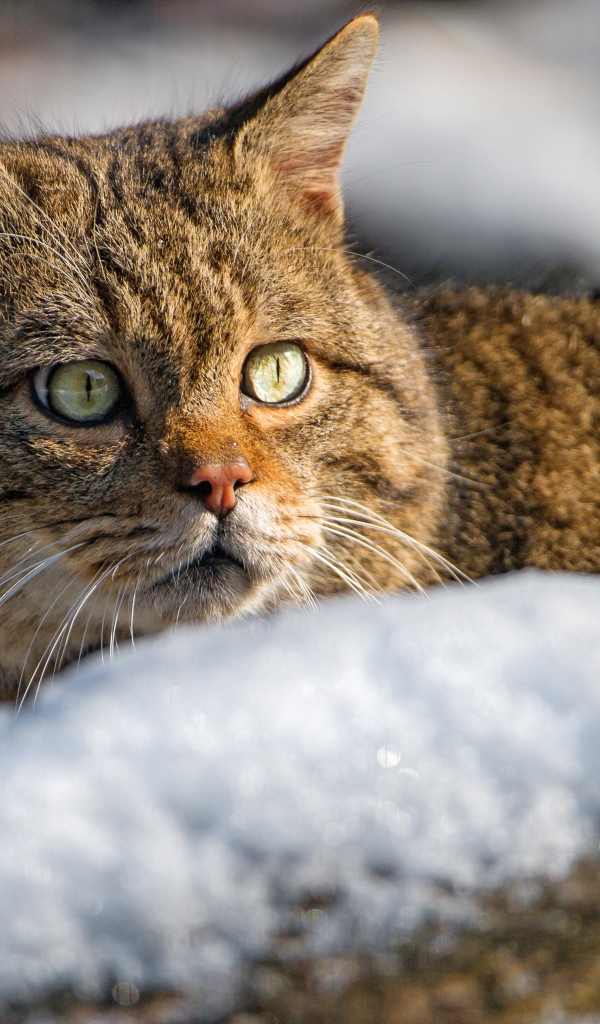 Испуганный кот лежит на снегу