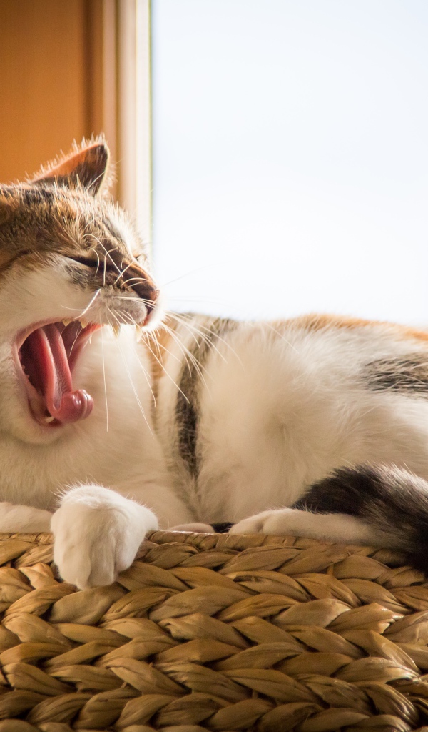 Зевающий кот лежит на переноске у окна