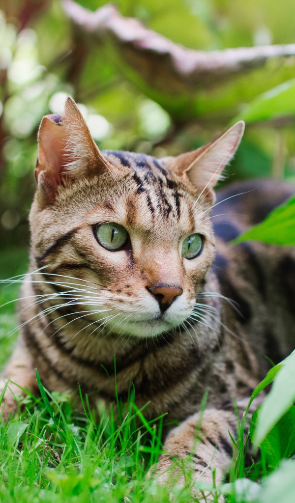 Красивая бенгальская кошка лежит на траве 