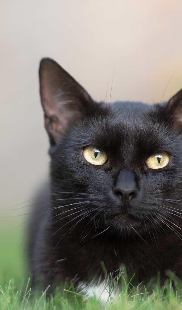 Красивый черный кот лежит на зеленой траве 