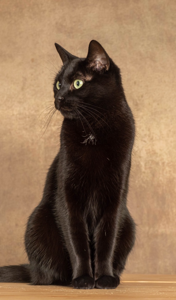 Красивый черный кот на фоне коричневой стены 