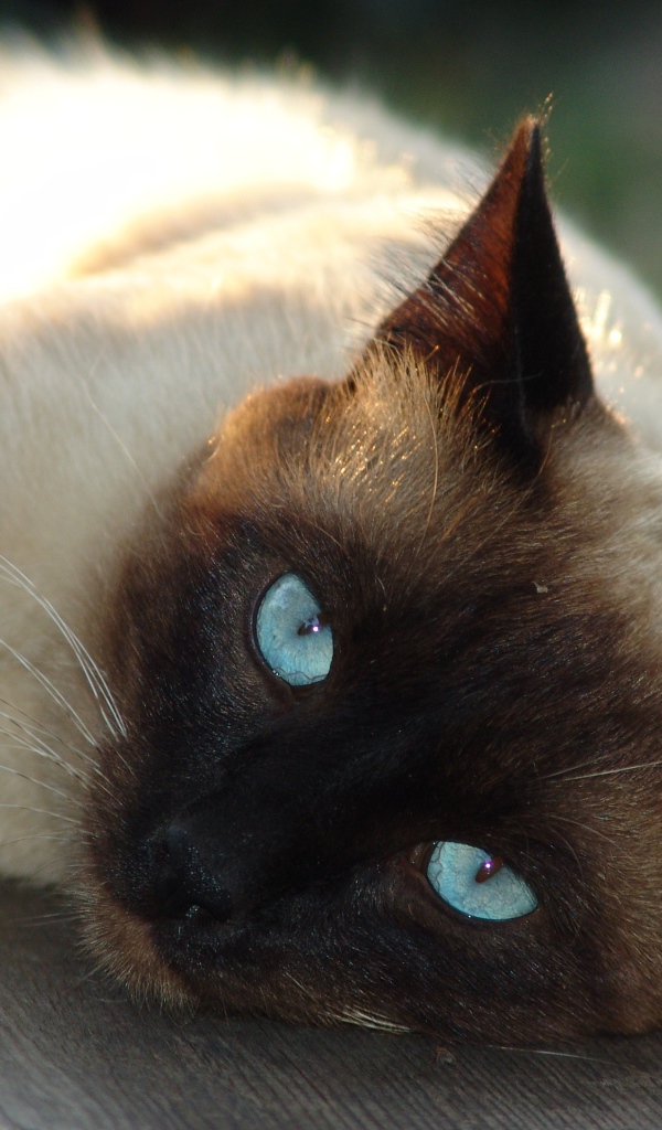 Красивый голубоглазый сиамский кот лежит на лавке 