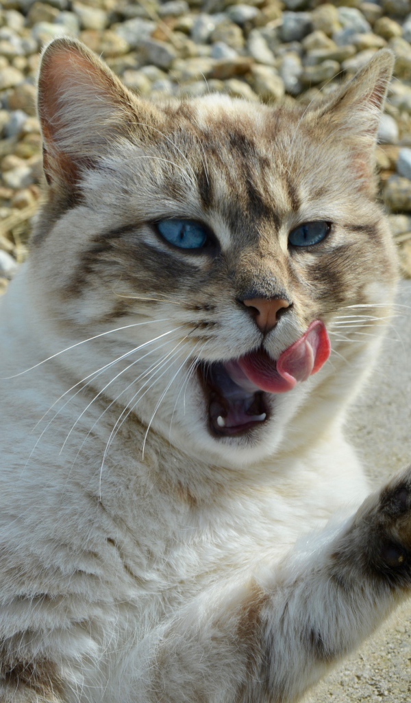 Красивая голубоглазая кошка облизывается 