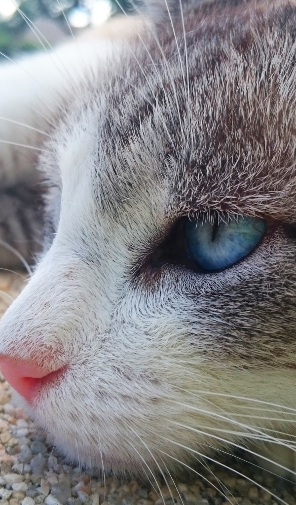 Красивый голубоглазый кот лежит на асфальте